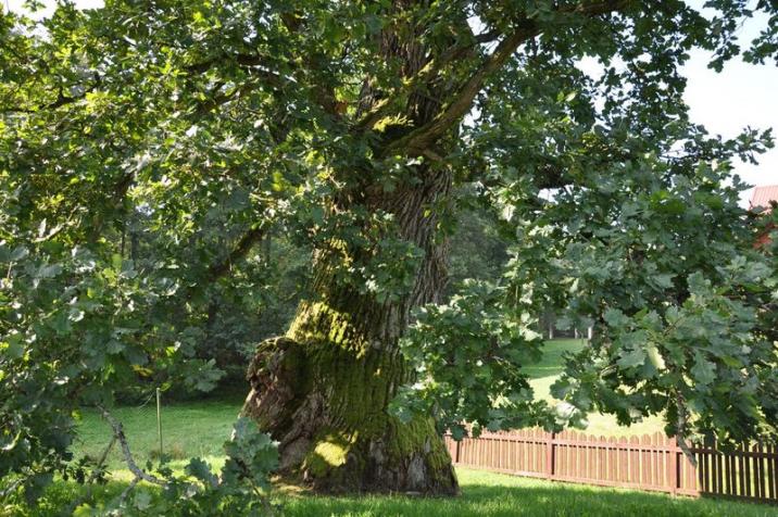 Pomnik przyrody "Zbyszko" (fot. Robert Piątkowski)